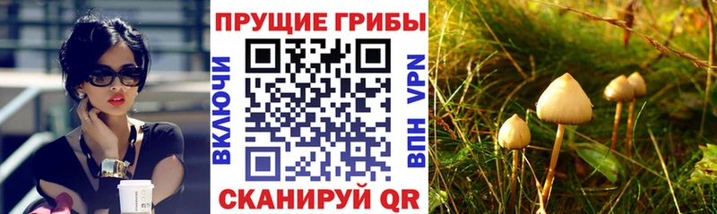 omg   где можно купить наркотик  Новоалександровск  Псилоцибиновые грибы мухоморы 