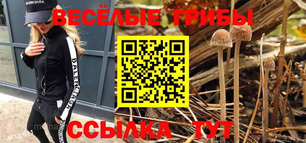 Псилоцибиновые грибы мицелий Новоалександровск